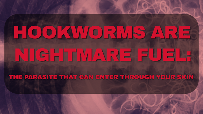 HOOKWORMS Are Nightmare Fuel: The Parasite That Can Enter Through Your Skin