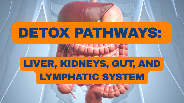 Detox Pathways: Liver, Kidneys, Gut, and Lymphatic System