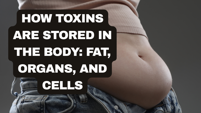 How Toxins Are Stored in the Body: Fat, Organs, and Cells