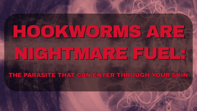 HOOKWORMS Are Nightmare Fuel: The Parasite That Can Enter Through Your Skin