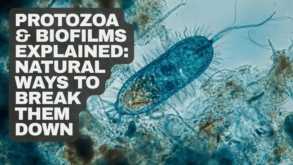 Protozoa and Biofilms Explained: