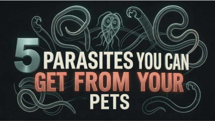 5 Parasites You Can Get From Your Pets