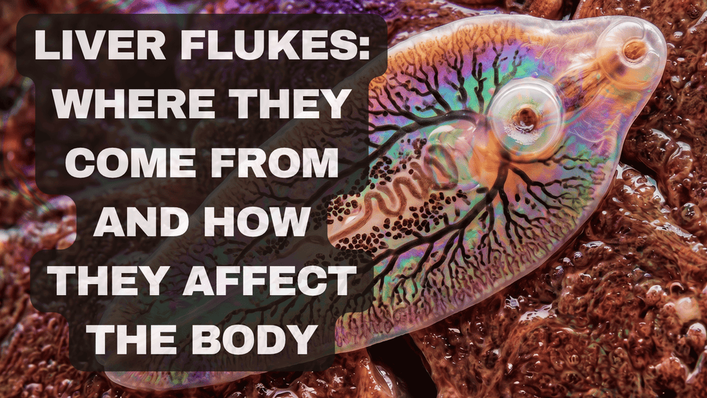 Liver Flukes: Where They Come From and How They Affect the Body