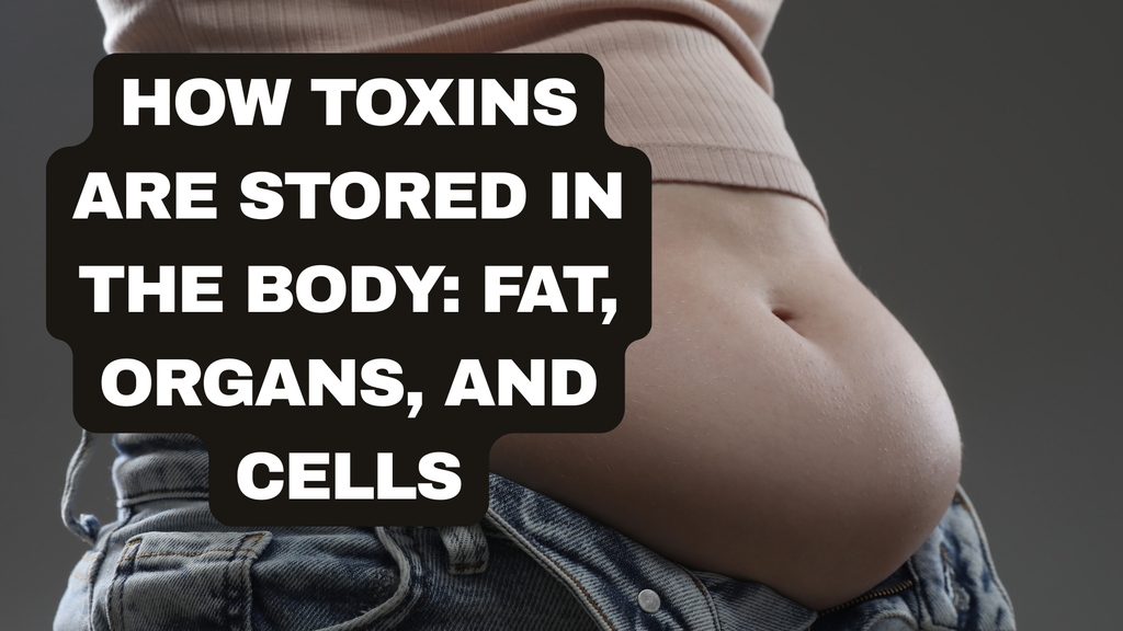 How Toxins Are Stored in the Body: Fat, Organs, and Cells