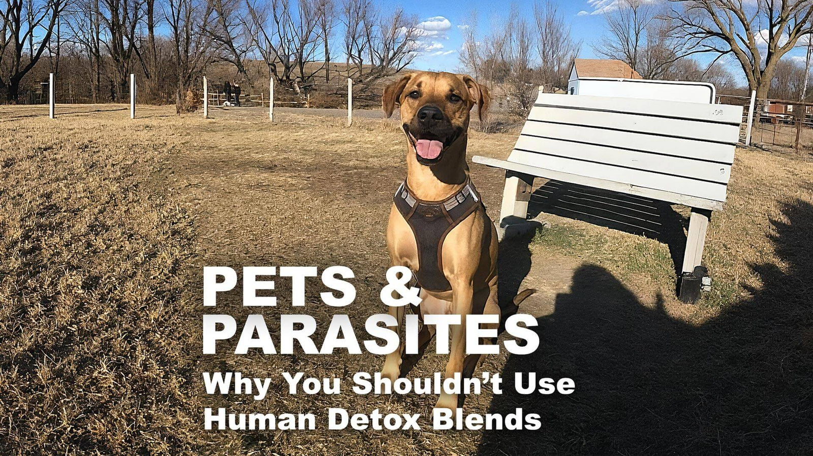 August National Dog Month - A PSA from Shep