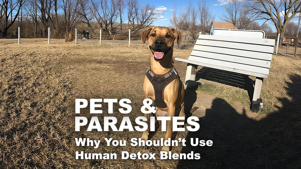 August National Dog Month - A PSA from Shep