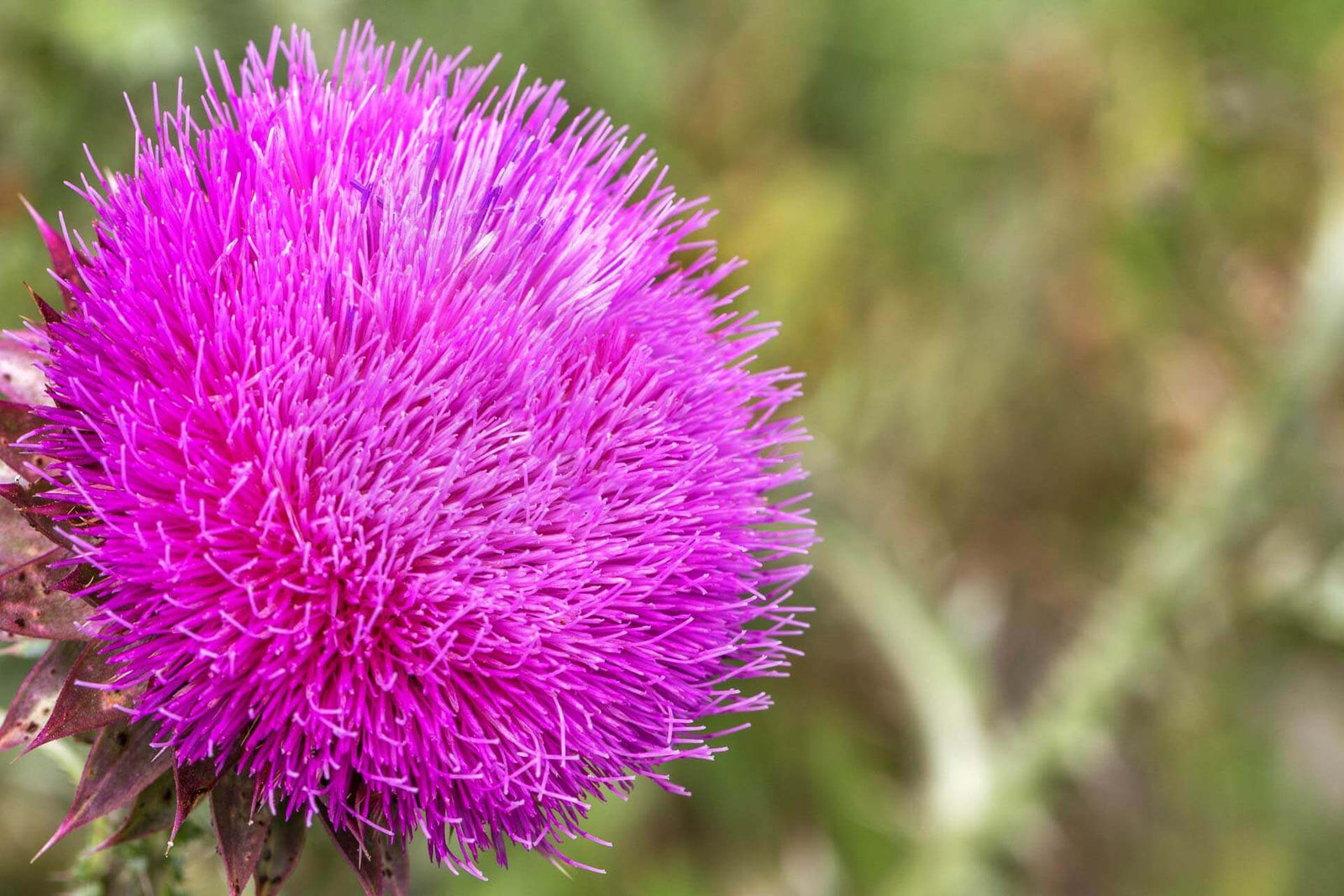 Blessed Thistle