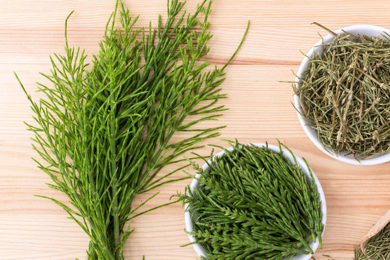 Horsetail