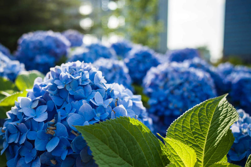 Hydrangea Root