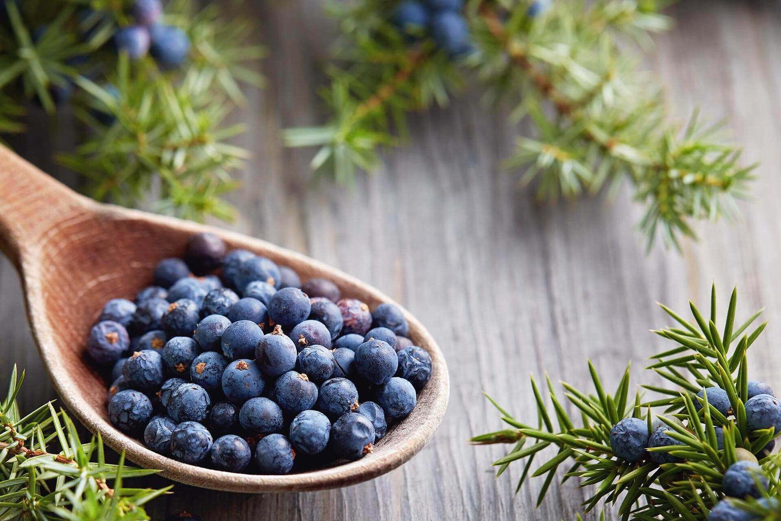 Juniper Berry